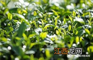 腾冲的茶叶怎么样