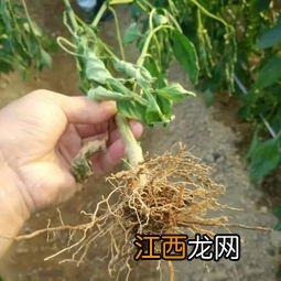 辣椒青枯病用什么药