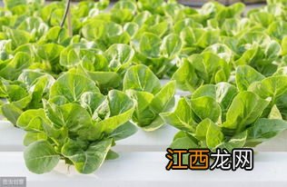 山东夏初种什么蔬菜好