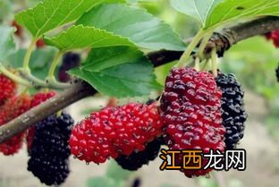 桑枣吃了有什么好处
