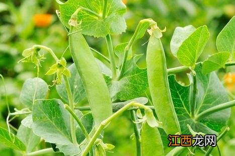 人旱菜有什么营养价值