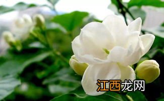 茉莉花怎么制作茶叶