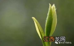 怎么区分什么树做哪种茶