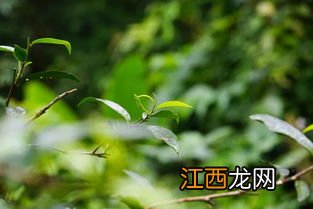 曼迁的茶怎么样