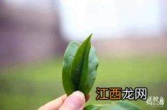 的茶叶会有花香怎么来的