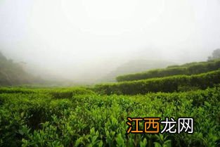 的茶叶会有花香怎么来的