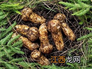 新鲜松茸泡多久可以吃吗