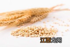 小麦煮多久可以吃