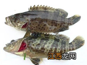 石斑鱼要怎么做才好吃