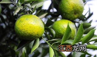 新会小青柑怎么介绍