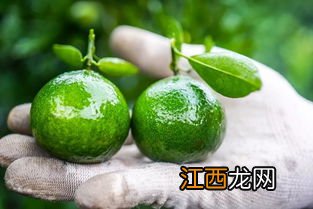 新会小青柑怎么介绍