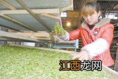 新摘的茶叶怎么晒