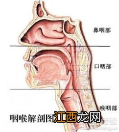 慢性咽炎吃什么能好