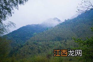 武夷山到桐木关怎么走