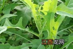 血能做什么菜