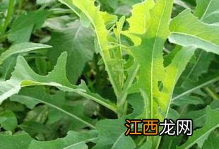 血能做什么菜