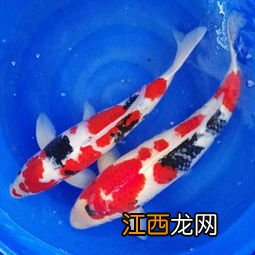 鱼食能保存多久