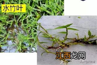 甘露竹叶水怎么样