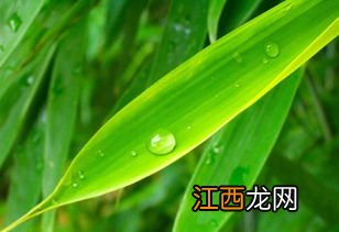 甘露竹叶水怎么样