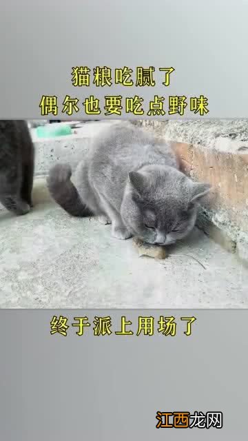 水貂可以吃猫粮吗