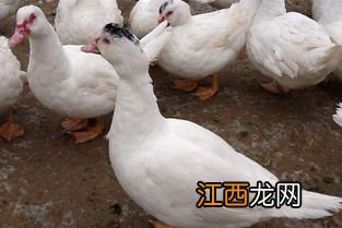 香鹑雁吃什么食物