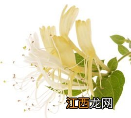 怎么挑选金银花