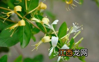 金银花怎么制成青色