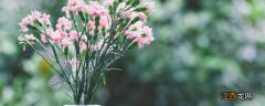 一般人家里为什么不养康乃馨 十种旺宅的花