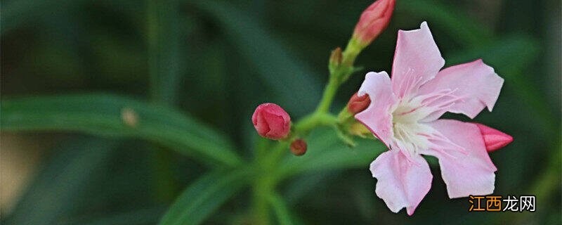 夹竹桃花有毒吗 夹竹桃花有毒吗能死人吗