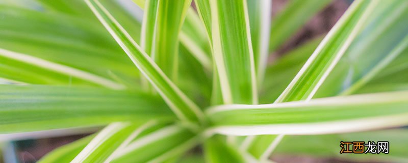 吊兰开花预示着什么 吊兰开花后怎么处理