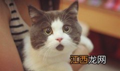 被猫爪子抓伤怎么办? 被猫爪子抓伤怎么办