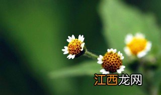 高血压偏方鬼针草治疗 高血压偏方鬼针草