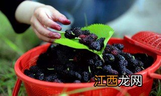 桑葚泡酒的方法 桑葚泡白酒制作方法