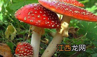 迷幻蘑茹的主要成份 迷幻蘑菇的功效