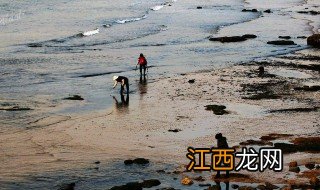 青岛赶海时间最佳地点是哪里 青岛赶海时间最佳地点