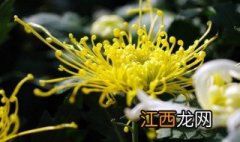 菊花拍照技巧视频 菊花拍照技巧