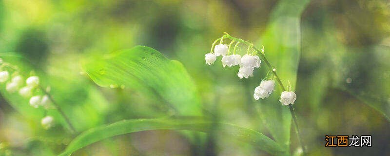 兰玲花语 铃兰花