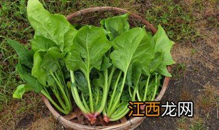 八月底还可以种菠菜吗 八月底还可以种菠菜吗吗