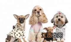 狗和犬的区别在哪里 狗和犬的区别