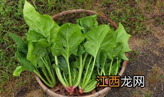 八月份的天气可以种菠菜吗 八月份的天气可以种菠菜吗吗