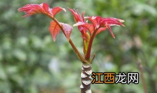 椿芽怎么做才香 香椿芽做法大全