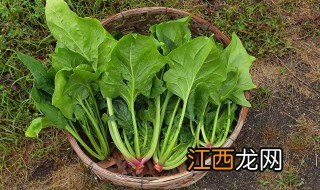 菠菜八月份可以种吗 菠菜八月中旬种可以吗