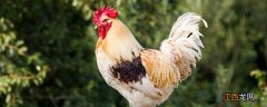 草原红公鸡能长多少斤 草原红公鸡能长多少斤肉