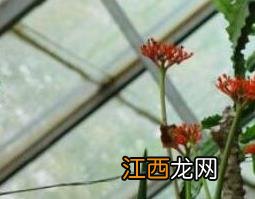 佛肚树的功效与作用 佛肚树的食用禁忌