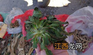 蛤蟆草的功效与作用及食用方法 蛤蟆草的功效与作用和食用方法