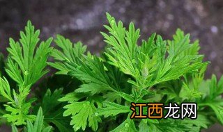 艾草有什么功效 艾草的作用和功效