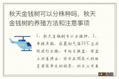 秋天金钱树可以分株种吗，秋天金钱树的养殖方法和注意事项