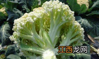 花菜买回来怎么处理 这样做最好吃