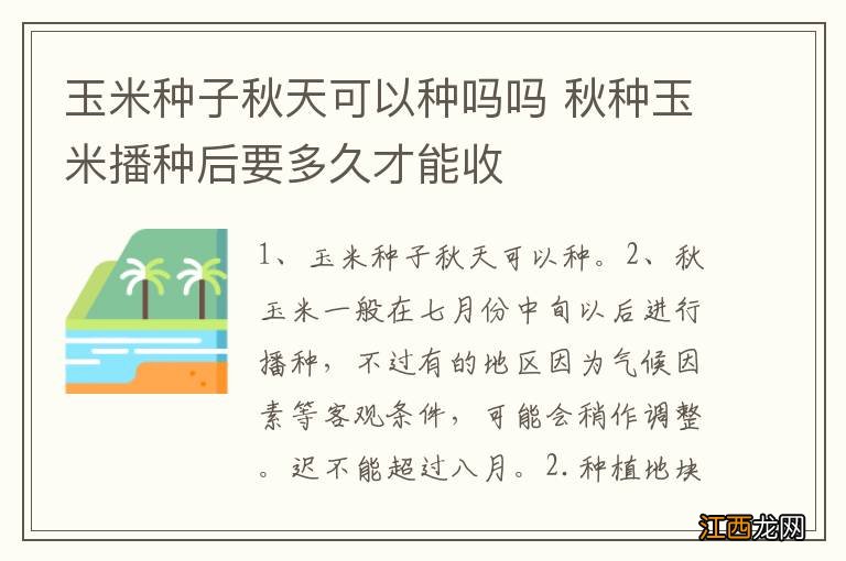 玉米种子秋天可以种吗吗 秋种玉米播种后要多久才能收