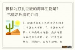 被称为打孔巨匠的海洋生物是？ 韦德尔氏海豹介绍